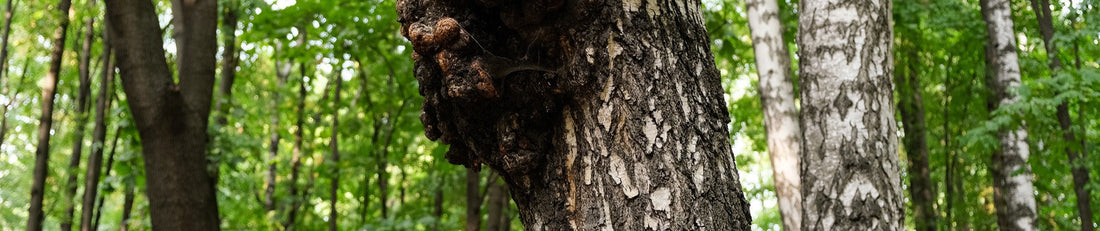 Grzyb Chaga - naturalne źródło wiecznego zdrowia?