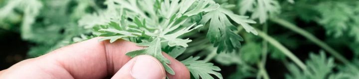 Artemizyna – bioaktywny składnik bylicy rocznej